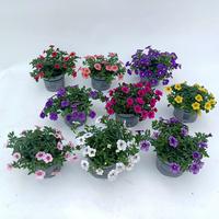 Calibrachoa varieties per shelf
