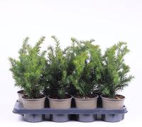 Taxus baccata Repandens