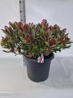 Skimmia jap. Perosa