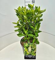 Clethra alnifolia