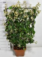Elaeagnus ebbingei
