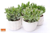 SuPure® - Crassula mix in Paros 15 WOODS