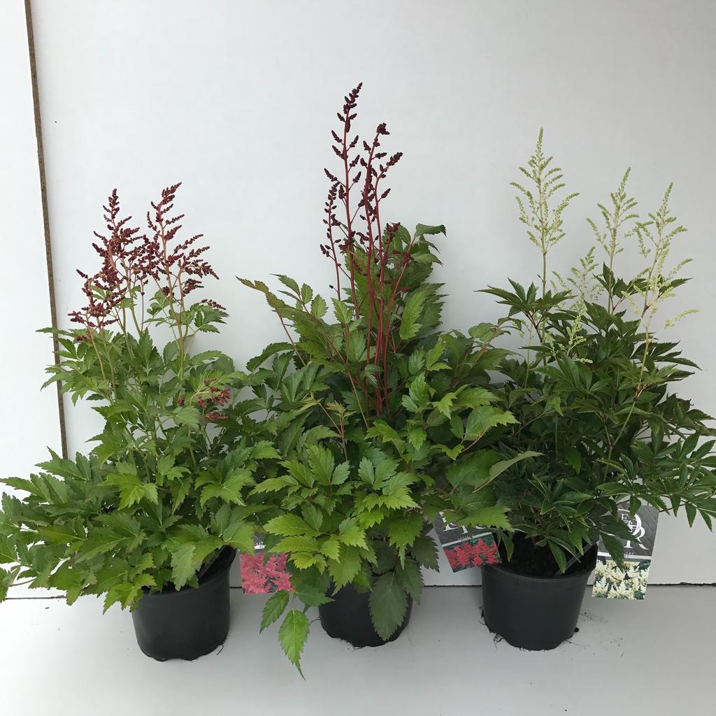 Picture of Astilbe in varieties P17 (2 Ltr)