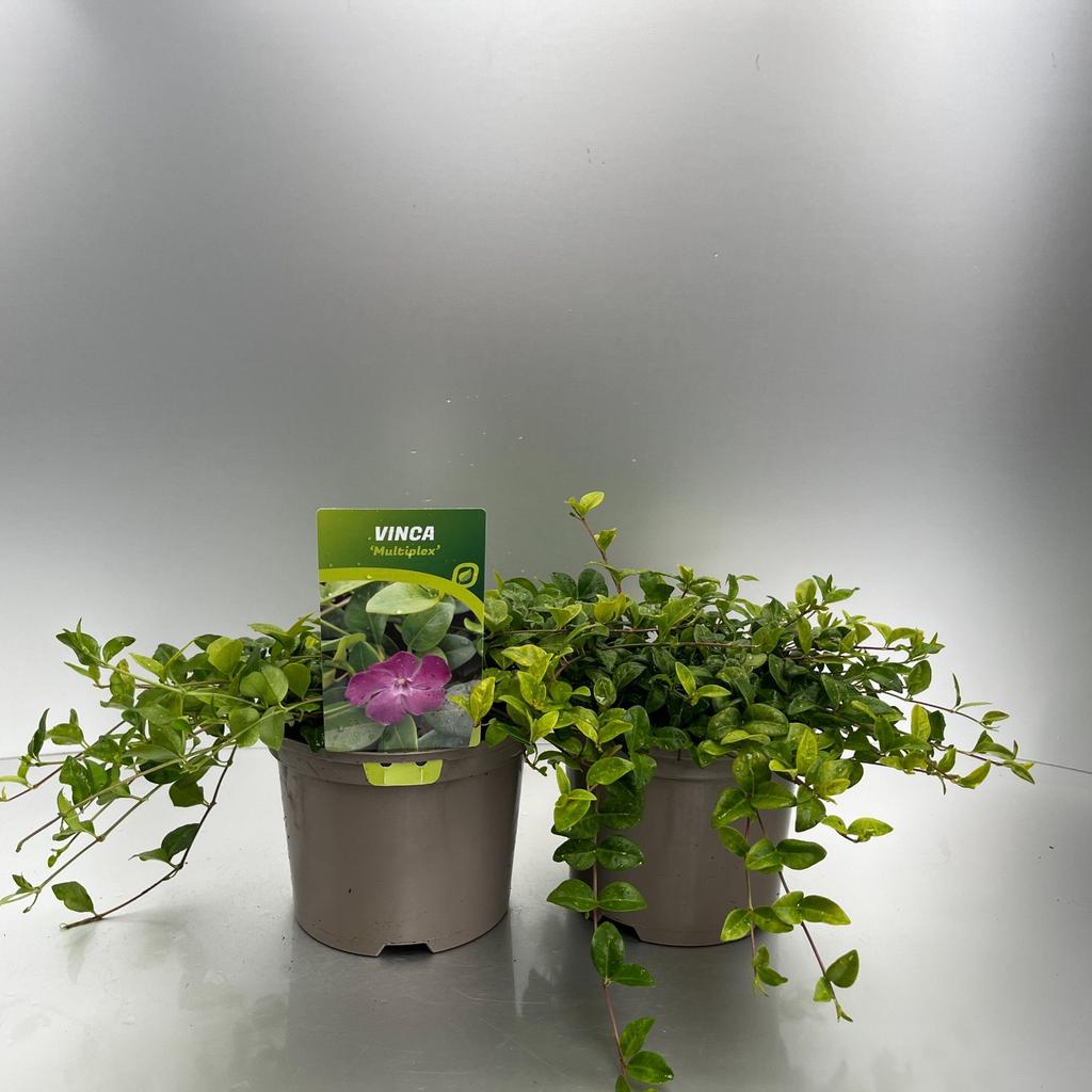 Picture of Vinca minor Multiplex P17 (2 Ltr)