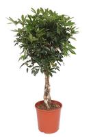 Schefflera arboricola Compacta