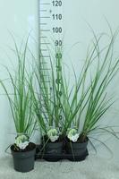 Cortaderia sell. Pumila