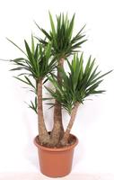 Yucca elephantipes 3 arms