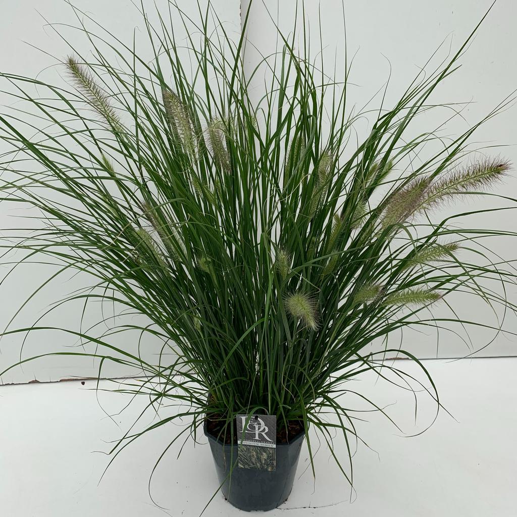Obrázok z Pennisetum Hameln P23 (5 Ltr) SQUARE