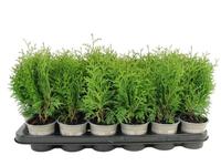 Thuja occ.Holmstrup