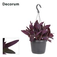 Tradescantia Purple Heart