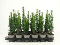 Taxus baccata Fast. Robusta