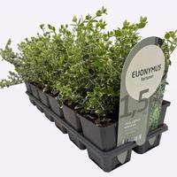 Euonymus fort. Emerald Gaiety