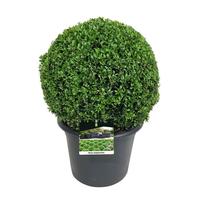 Buxus sempervirens