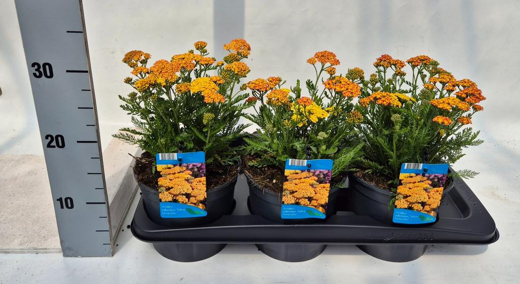 Picture of Achillea mil. Yellow Terracotta P17 (2 Ltr)