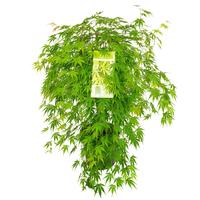 Acer palm. Cascade Emerald