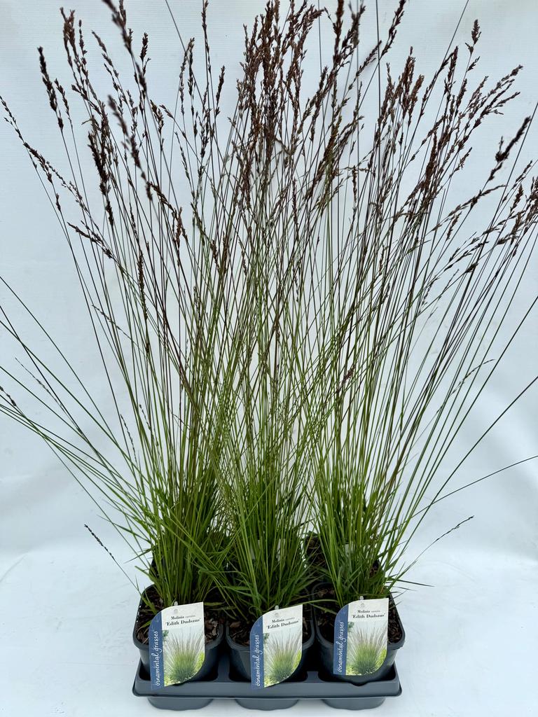 Picture of Molinia caerulea Edith Dudszus P17 (2 Ltr)