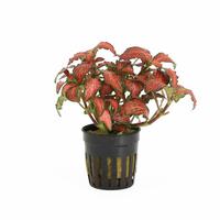 Fittonia forrest flame
