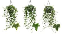 Hedera helix in variegated varieties