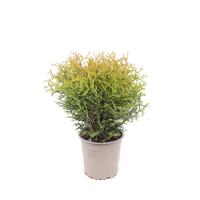 Thuja occidentalis Tiny Tim