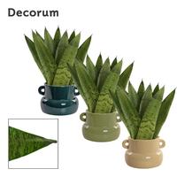 Sansevieria Zeylanica Fan in Lucy (Top blend-collection)