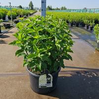 Hydrangea pan. Silver Dollar