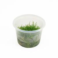Eriocaulon vietnam CUP - Tray 3 × 100 £ 3.22 (Tray) £ 3.18 Shelf £ 3.17 Trolley Tray £ 3.22 × 3 (0.2%)