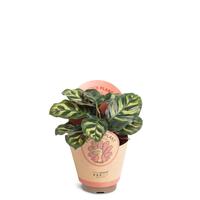 Calathea makoyana
