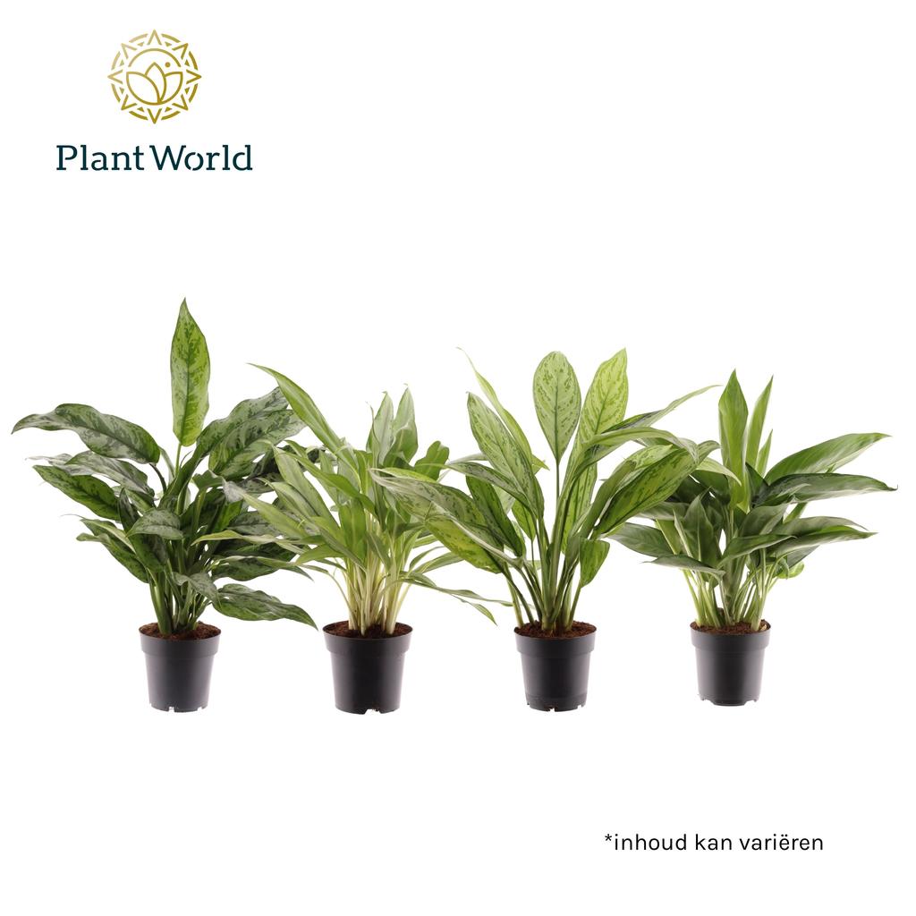 Obrazek Aglaonema in varieties (Decorum) P14 45cm