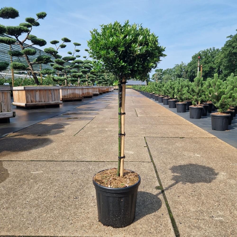 Picture of Ilex cre. Twiggy C8 40/STD
