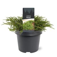 Juniperus com. Repanda