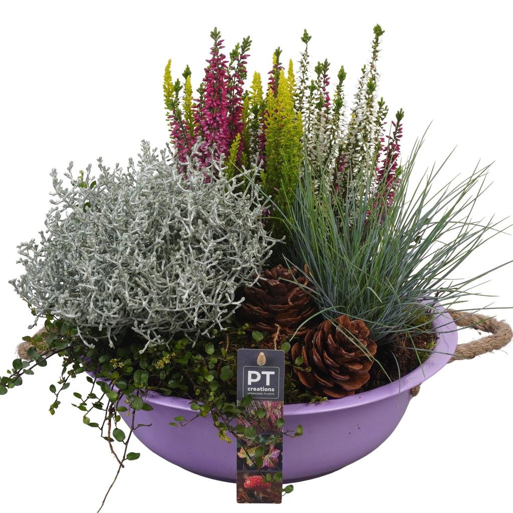 Image de PTHO4009 Arrangement Autumn Outdoor in metal bowl P29 33CM