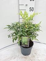 Nandina d. Lemon and Lime