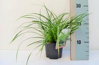 Carex mor. Variegata
