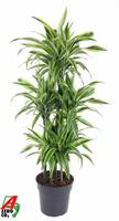 Dracaena Lemon Lime 90-carrousel