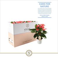 Anthurium Pink Champion in Ecobox