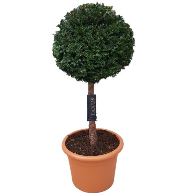 Picture of Taxus baccata P30 (12 Ltr) 50/STD 35/40 HEAD