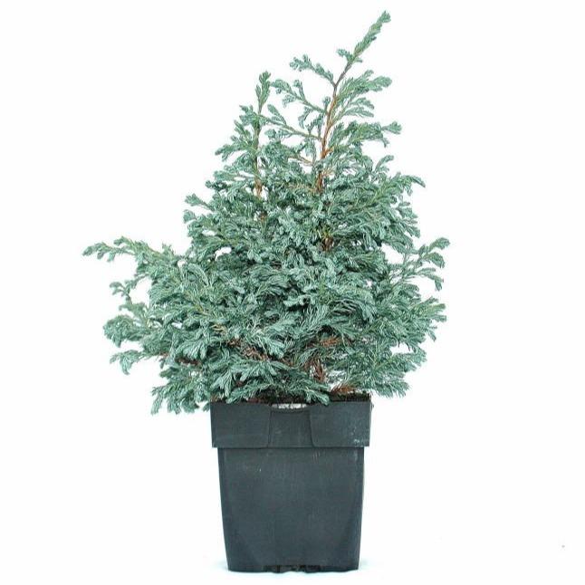 Picture of Chamaecyparis pisifera Boulevard P17 (2 Ltr)