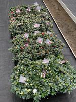 Rhododendron simsii (Azalea) indica varieties in box