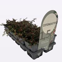 Cotoneaster proc. Streib's Findling