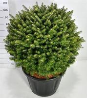 Abies koreana