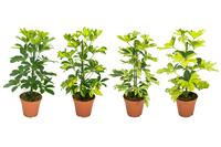 Schefflera in varieties