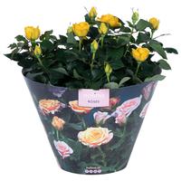 Rosa Excellent Yellow Bowl
