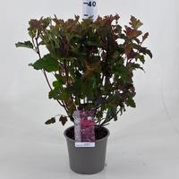 Physocarpus opu. Diable d'Or