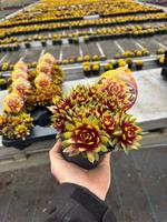 sempervivum Chick Charms Gold Rush