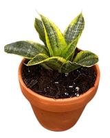 Sansevieria Gabriella Variegata