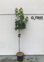 Acer plat. Globosum