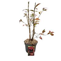 Euonymus alat. Compactus