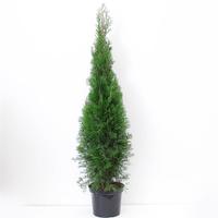 Thuja occ. Smaragd