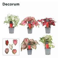 Caladium in varieties