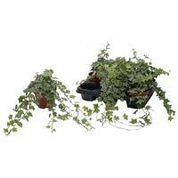 Hedera hel. Mint Kolibri